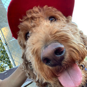 Meet your Posher, Daniel